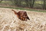 SETTER IRLANDAIS 353